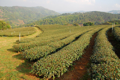 翠芳茶园的绿茶田，Doi Mae Salong Chiangrai——自然与农业农场