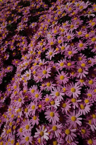 菊花-浅粉色