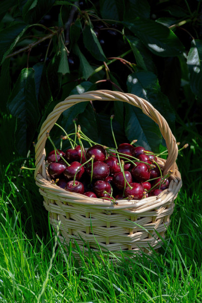 Basket with new harvest of big dark ripe cherries 