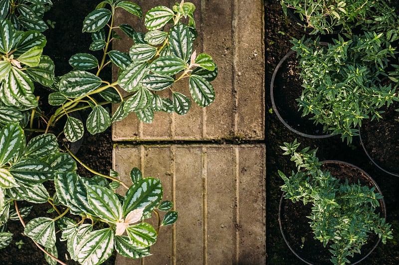 近距离观察温室盆栽植物