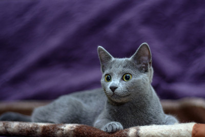 一只俄罗斯蓝猫躺在沙发上