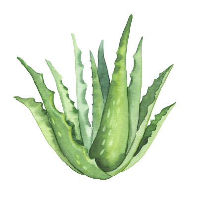 水彩手绘植物芦荟植物插图孤立在白色背景