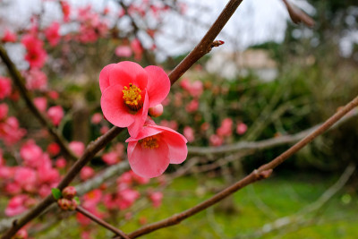 日本榅桲红色的花