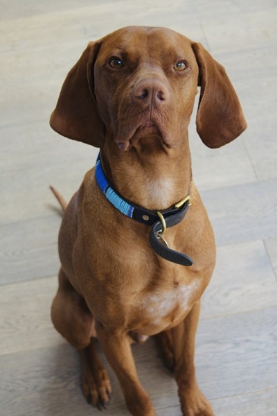 匈牙利维希拉猎犬狗