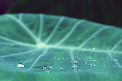 水珠绿天南星叶纹理，美丽自然的纹理背景概念，复制空间