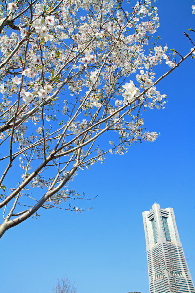 日本神奈川的横滨地标塔和樱花