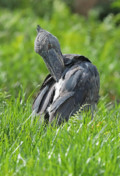 Shoebill