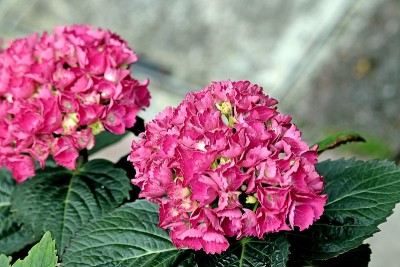 法国绣球花，花园绣球花，