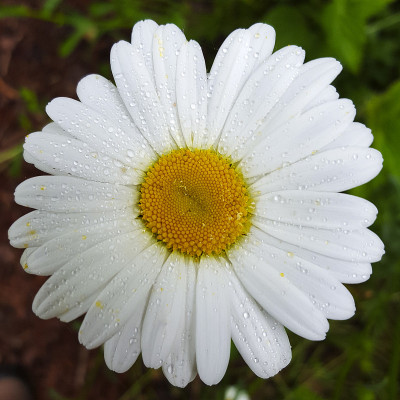Ox-eye雏菊;花的特写