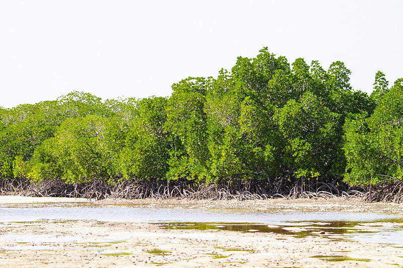 红树林。米达河。Watamu,肯尼亚。