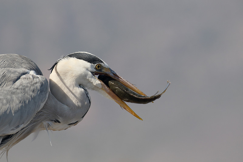 苍鹭，Ardea cinerea