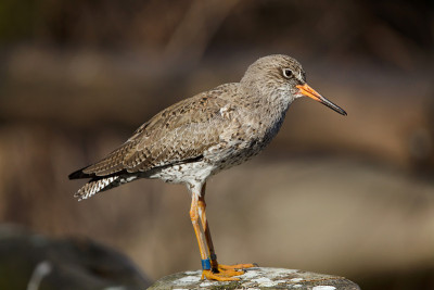 普通redshank (Tringa to伤风)。
