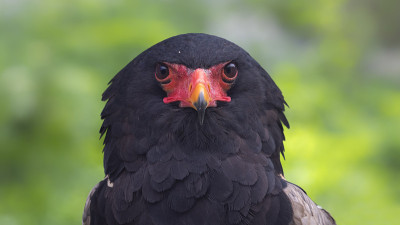 一头短吻鳄的特写