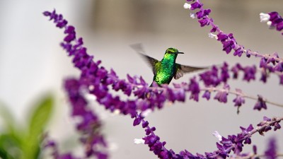 西方翡翠蜂鸟