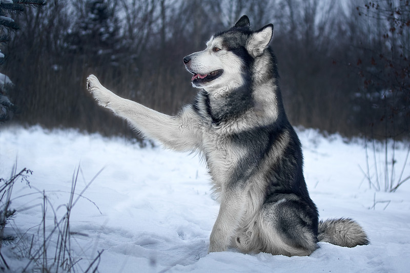 阿拉斯加雪橇犬