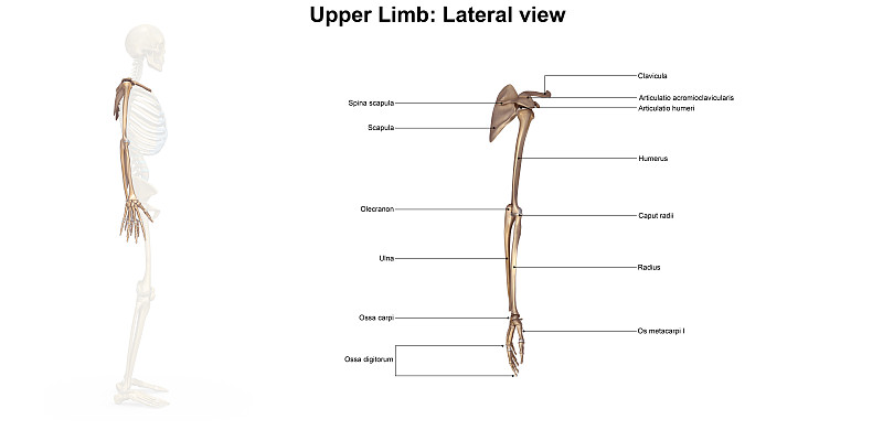 上肢骨骼_侧视图