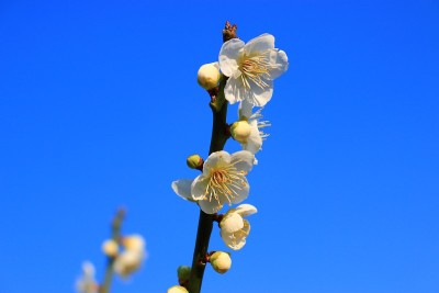 梅，花，春，花，节日，乡村，