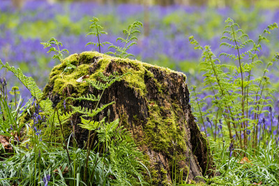 蓝铃花森林hallerbos