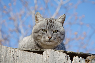 灰色的街猫