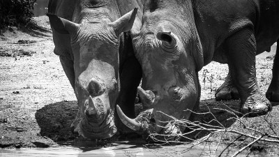 Rhino_B