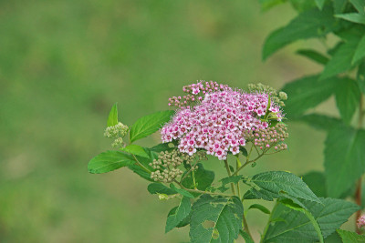 Spiraea
