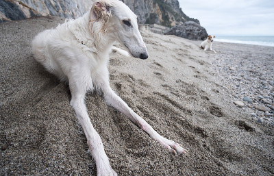 美丽的白色猎狼在海滩上休息