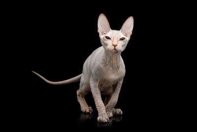 粉红色斯芬克斯猫孤立在黑色背景