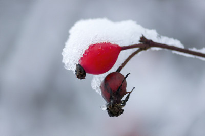 冰雪的树枝在季节的冬季仙境