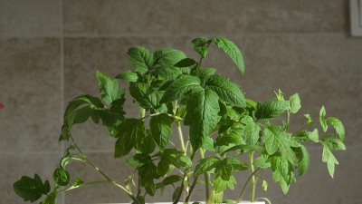 复活节期间播种番茄，待在家里
