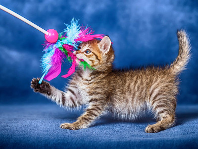 可爱的小猫