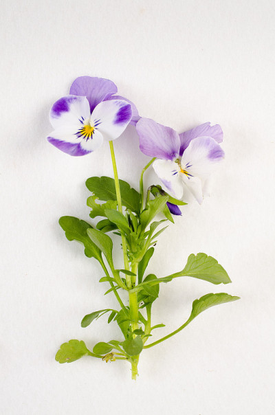 堇型花