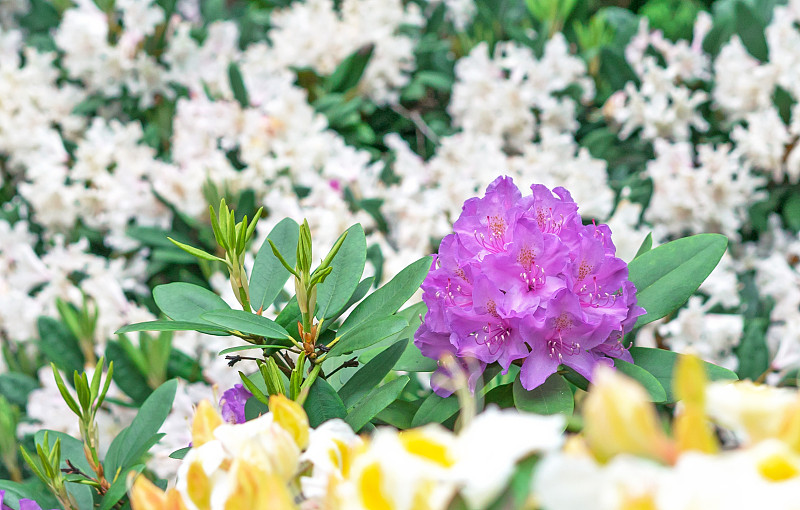 太平洋杜鹃花(rhododendron macrophyllum)是一种原产于北美太平洋海岸的大叶杜