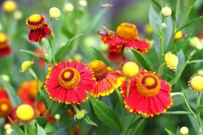 开花Helenium