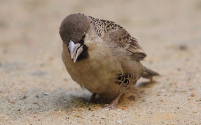 社会性织雀(Philetairus socius)，也通常被称为普通社会性织雀、普通社会性织雀和社会