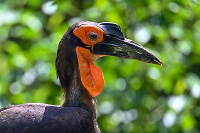 南地犀鸟(Bucorvus leadbeateri)肖像