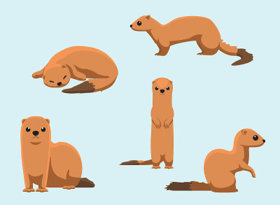 Invasive Species Small Indian Mongoose Vector Illu