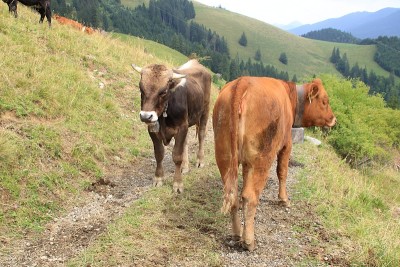 牛在Allgäu阿尔卑斯山徒步旅行