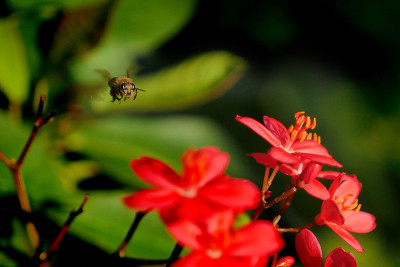 蜜蜂