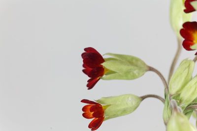 红色的九轮草，报春花，花