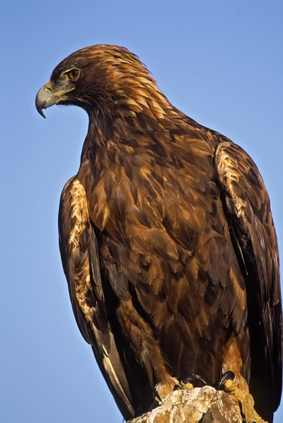 Bird-golden鹰