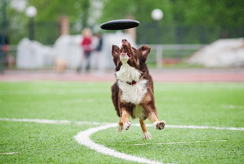 博德牧羊犬抓盘