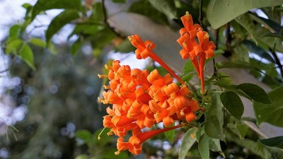 火仙花又称火烈树、橘色喇叭藤、金雨藤、木马尾