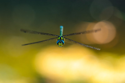 飞行中的南方小贩或蓝色小贩(Aeshna cyanea)。蜻蜓面对着镜头。目光。景深浅，背景颜色漂亮