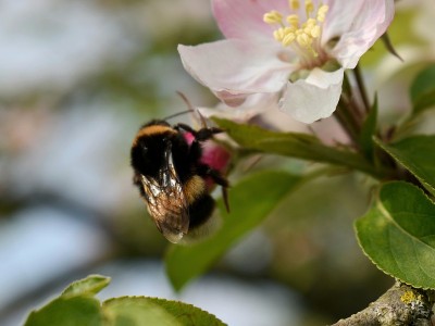 大黄蜂
