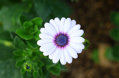 菊花,菊花花