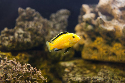 电子黄色慈鲷鱼在水族馆特写。