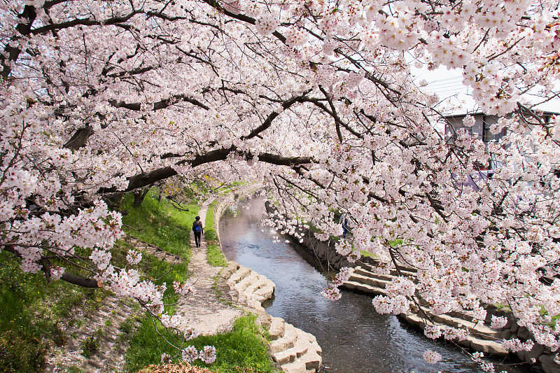 満開の元荒川の桜