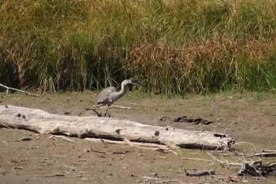 Blue Heron
