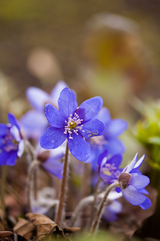 海葵hepatica或hepatica nobilis