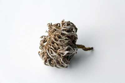 Anastatica